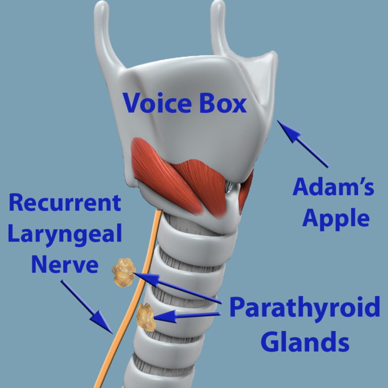 Location Of Human Voice Box