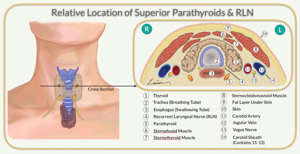 parathyroid gland anatomy