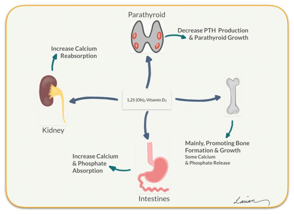 Hyperparathyroidism and Vitamin D | Dr. Babak Larian