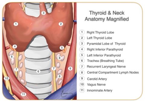 Anatomy of the Throat and Neck | Dr. Larian